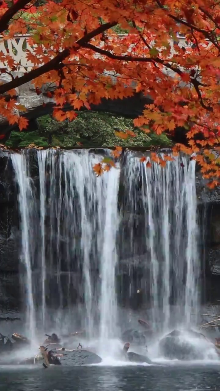 枫叶与瀑布，秋天的红叶与水流，本溪关门山的秋天，关门山国家森林公园视频素材