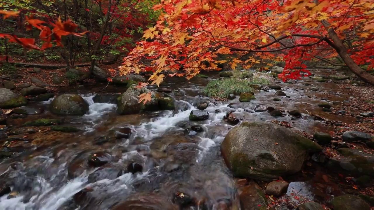老边沟枫叶，本溪老边沟的秋天，红叶与小溪的景观，东北的秋天，宁静的画面视频下载