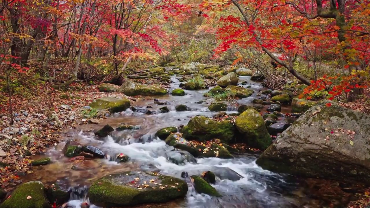 秋天的河谷，老边沟的红叶与流水，秋天的老边沟，本溪秋天，东北秋色视频下载