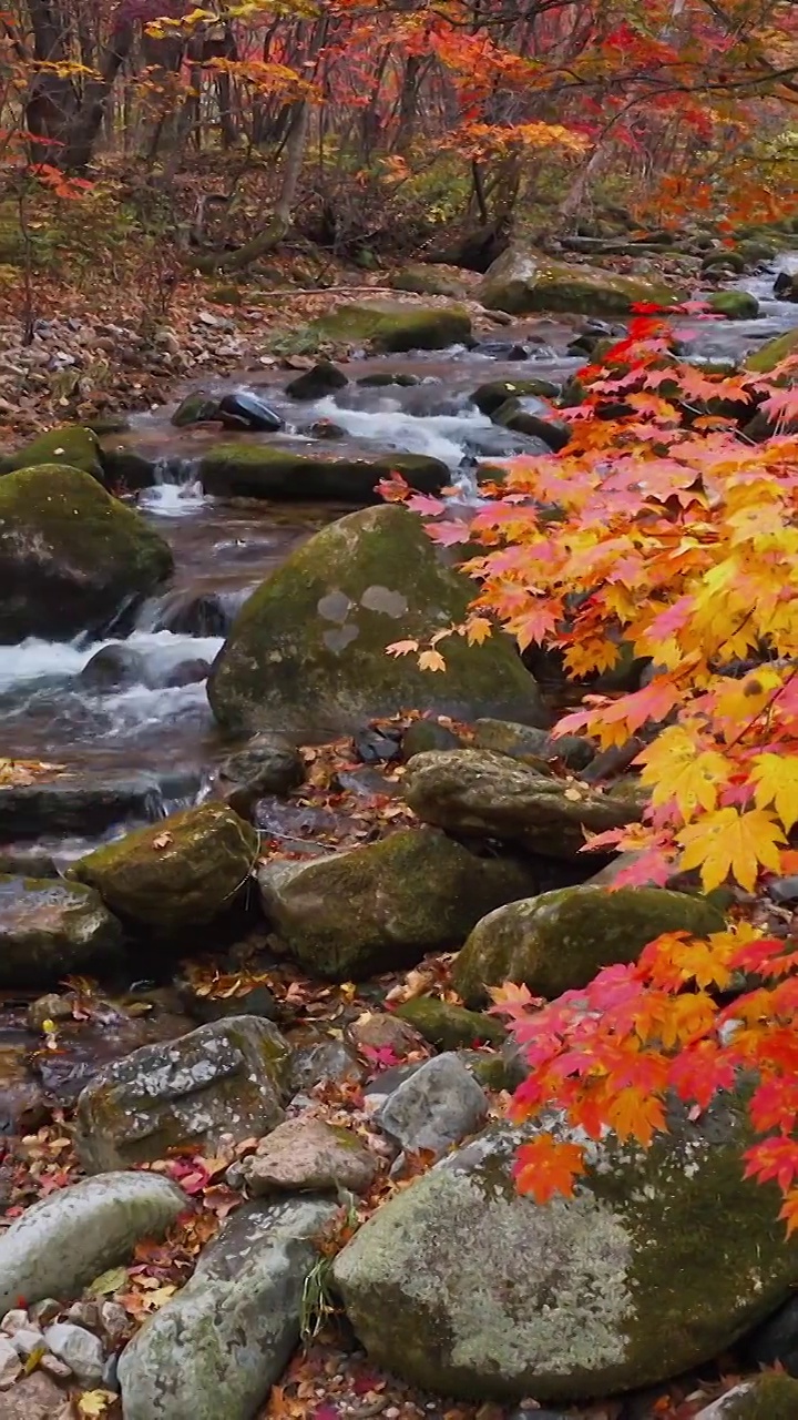 秋天的河谷，老边沟的红叶与流水，秋天的老边沟，本溪秋天，东北秋色视频素材