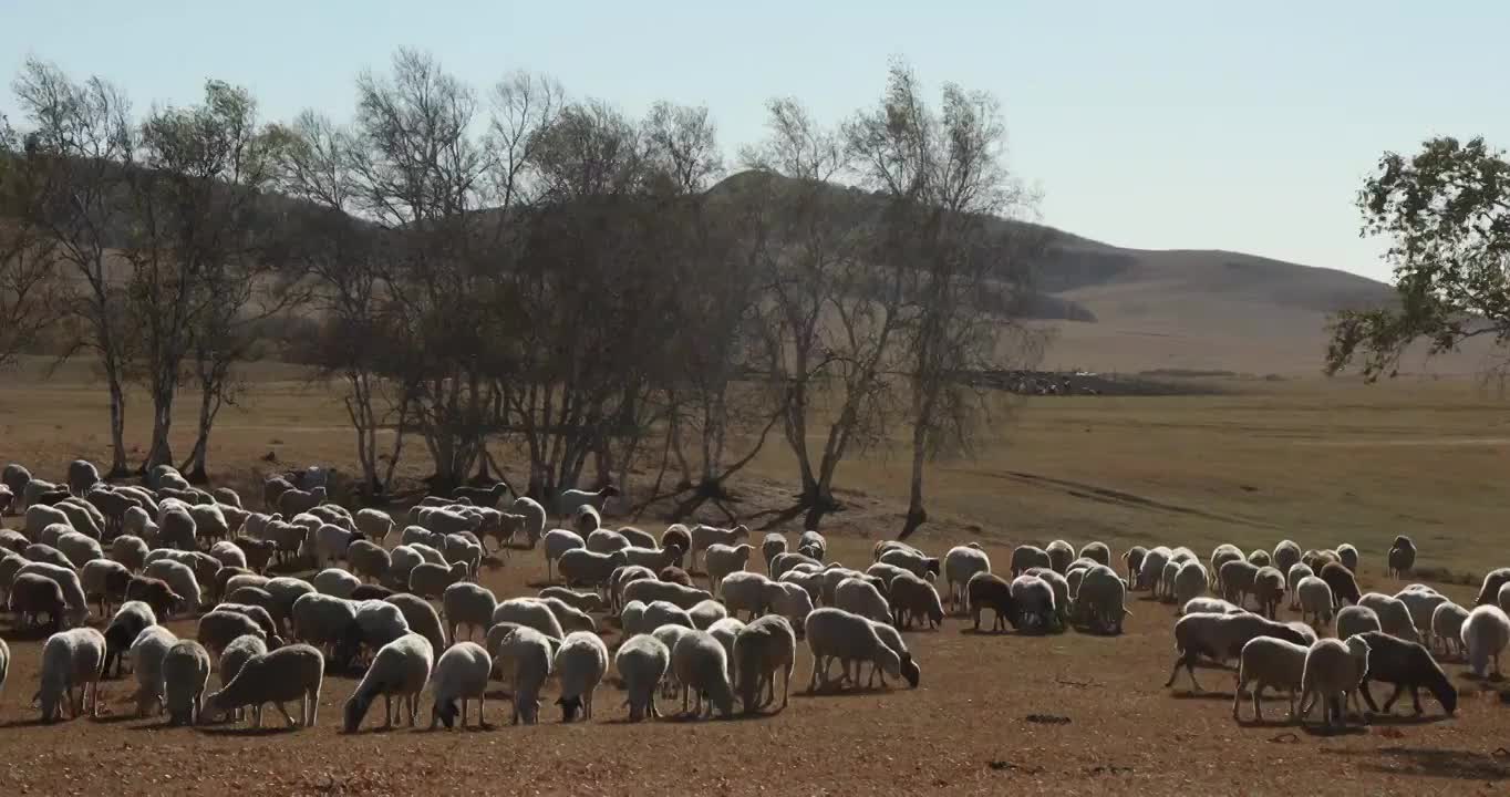 草原上的羊群，秋天草原上的羊，乌兰布统草原的秋天，羊群在草原吃草视频素材