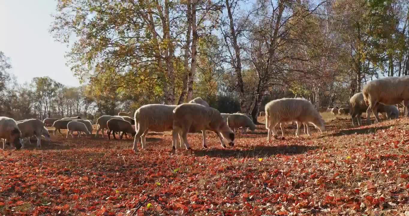 草原上的羊群，秋天草原上的羊，乌兰布统草原的秋天，羊群在草原吃草视频素材