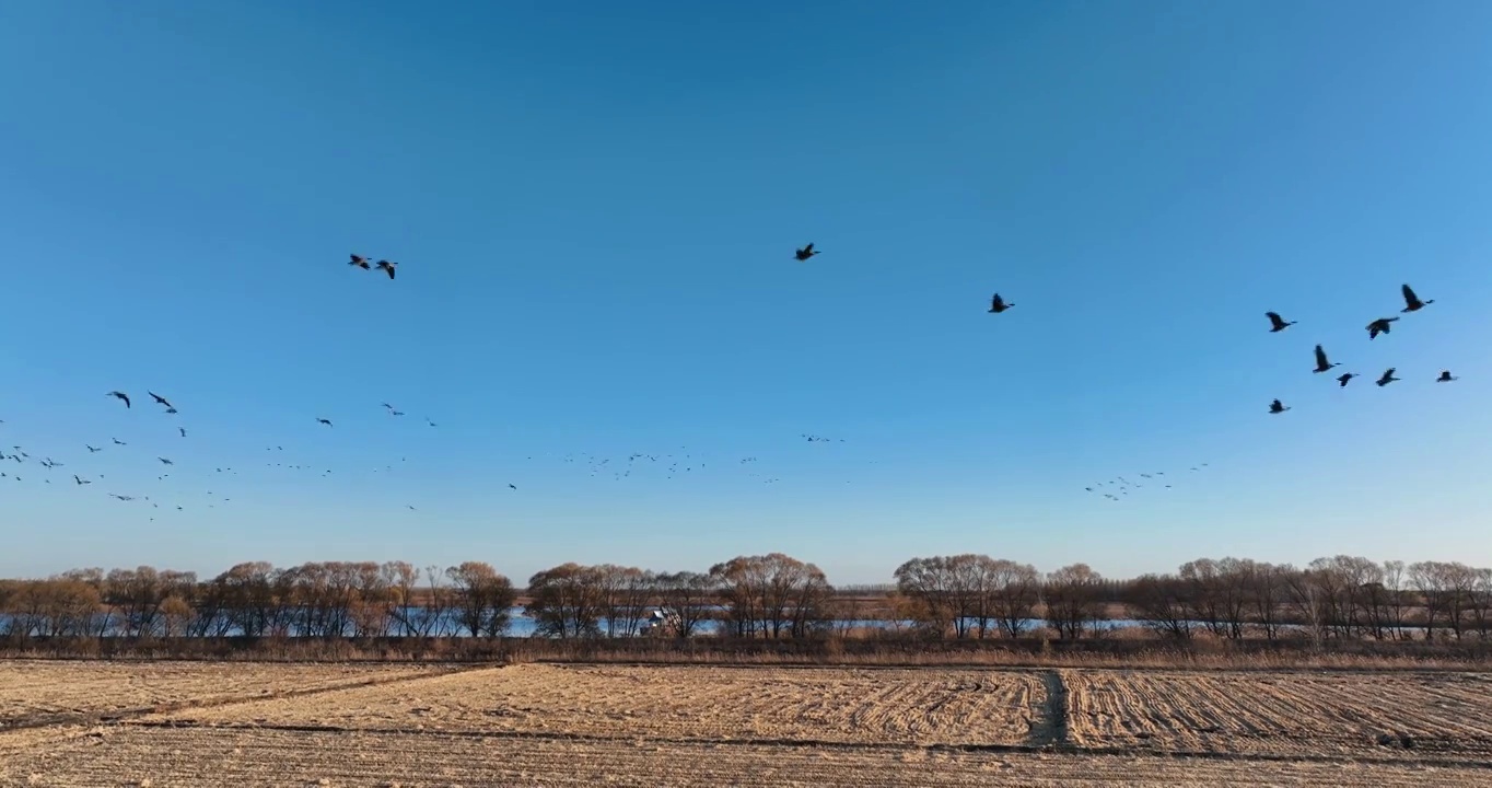 湿地候鸟迁徙大雁视频素材
