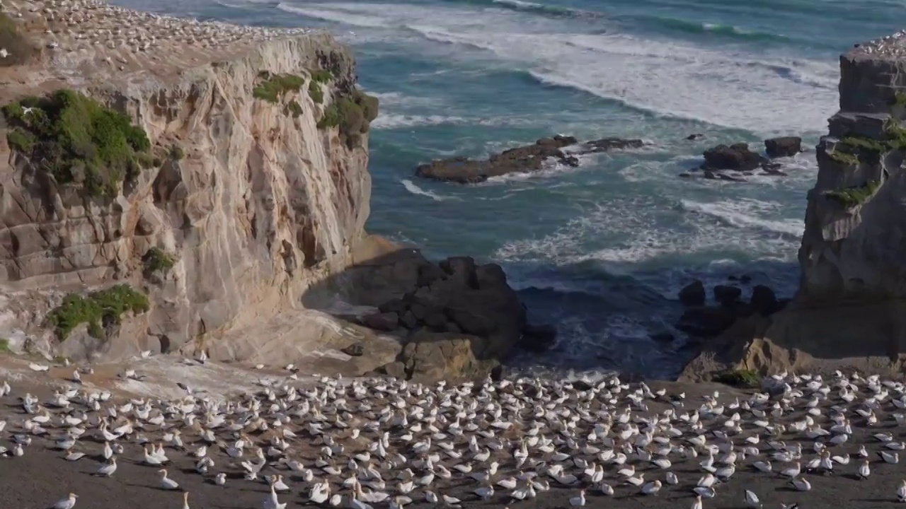 新西兰鸟岛繁殖地视频下载