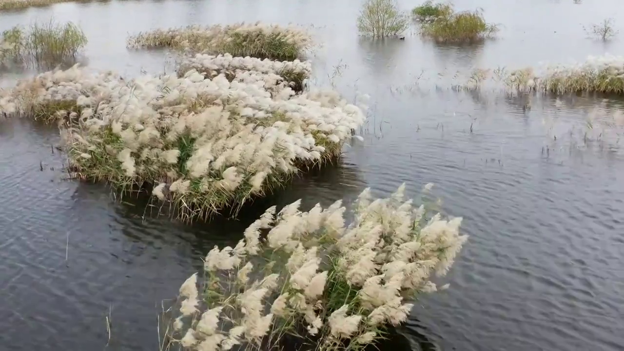 水中的芦苇秋季风光视频素材