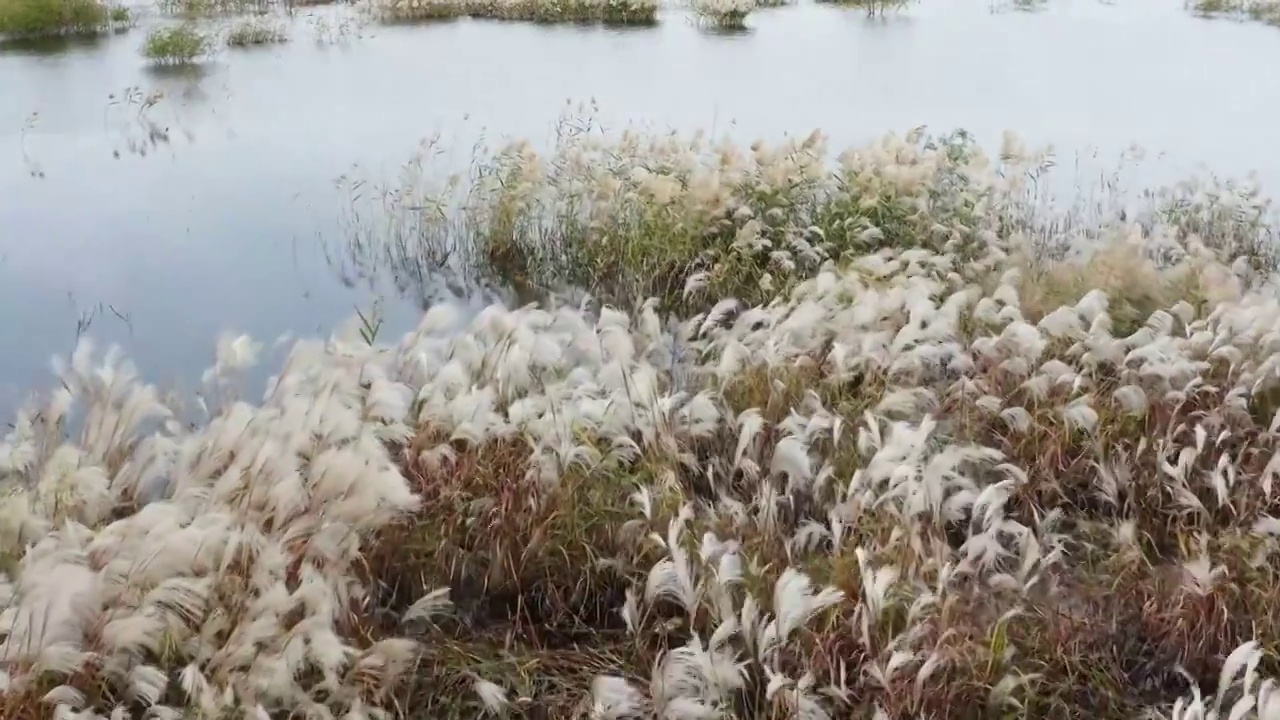 水中的芦苇秋季风光视频素材