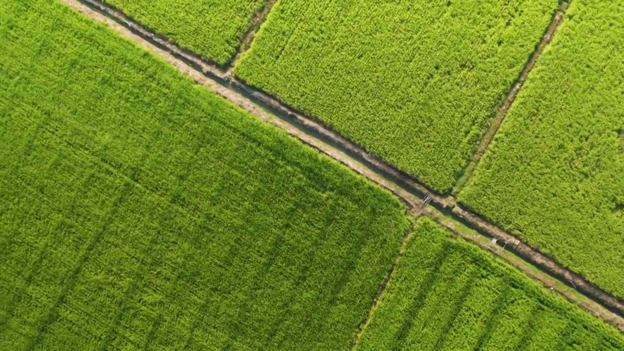 航拍美丽乡村秋季成熟稻田规模化水稻种植稻田航拍视频素材