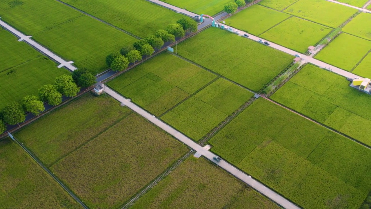 航拍美丽乡村秋季成熟稻田规模化水稻种植稻田航拍视频素材