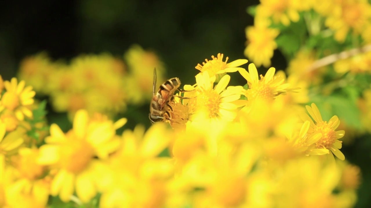 花丛中的蜜蜂视频下载
