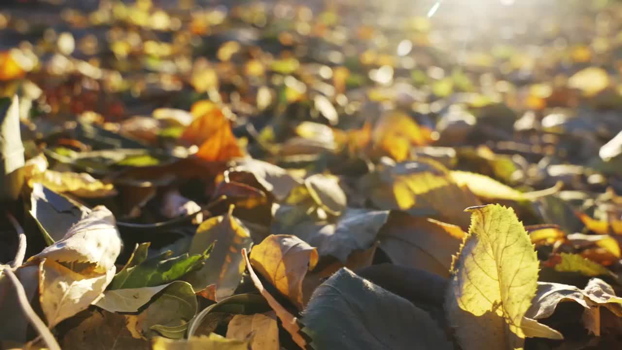 秋天阳光下的落叶视频素材
