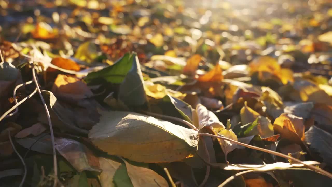 秋天阳光下的落叶视频素材
