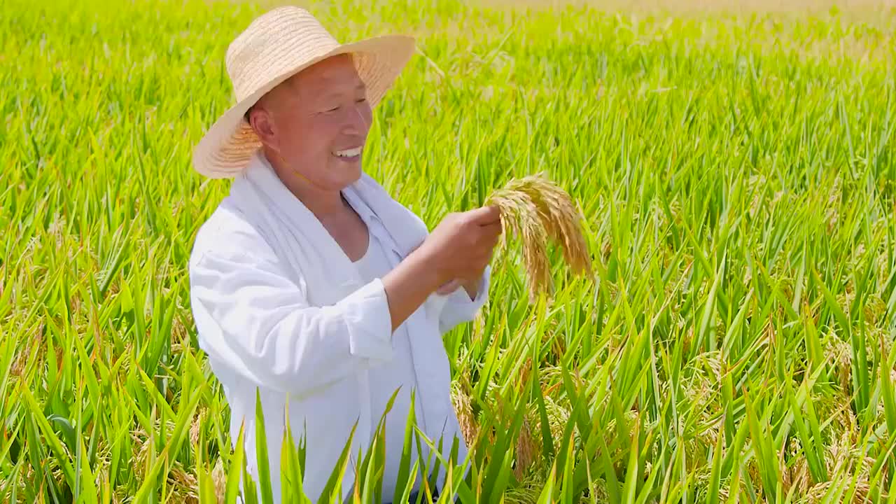 稻田素材合集视频素材