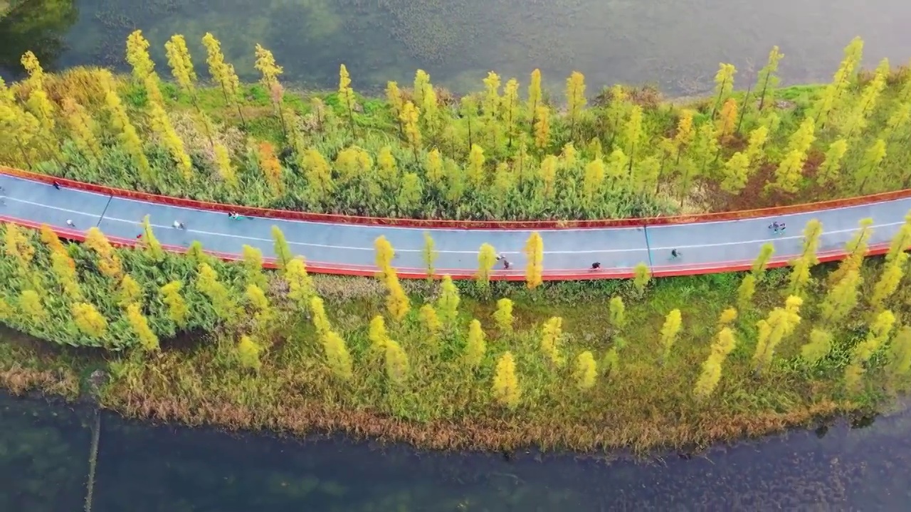 航拍城市公园湖泊秋色和市民骑行绿道景象视频素材