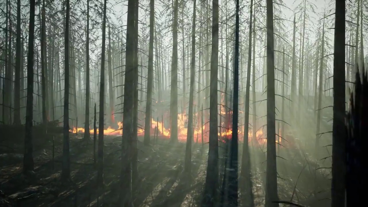原始森林起火燃烧（选编）视频下载