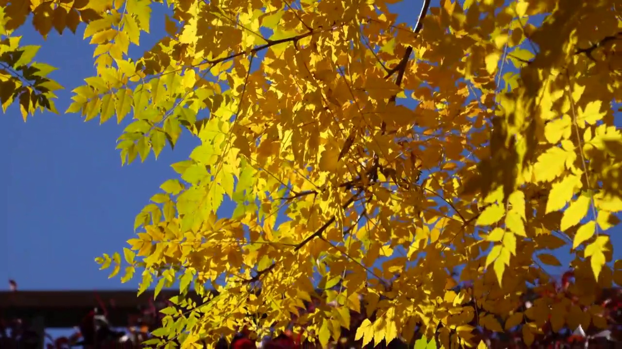 阳光秋季枫叶金色秋天视频素材