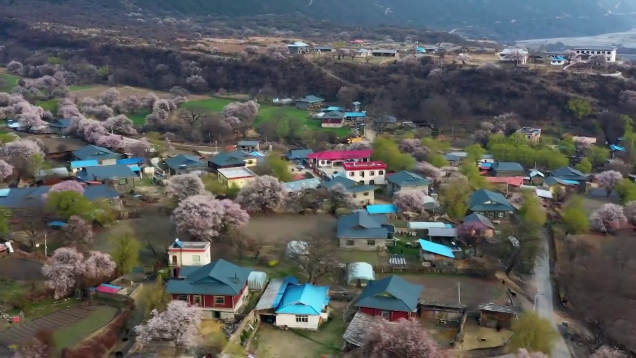航拍桃花盛开的波密嘎朗村田园风光视频素材