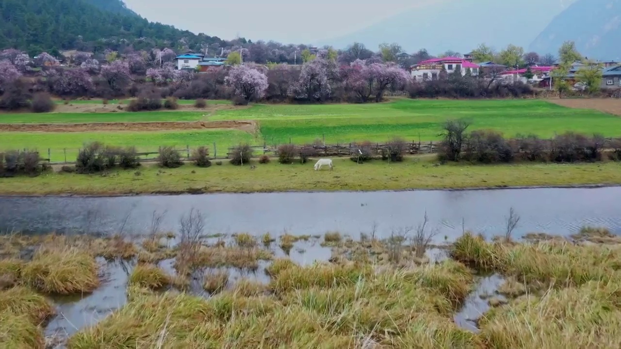航拍桃花盛开的波密嘎朗村田园风光视频素材