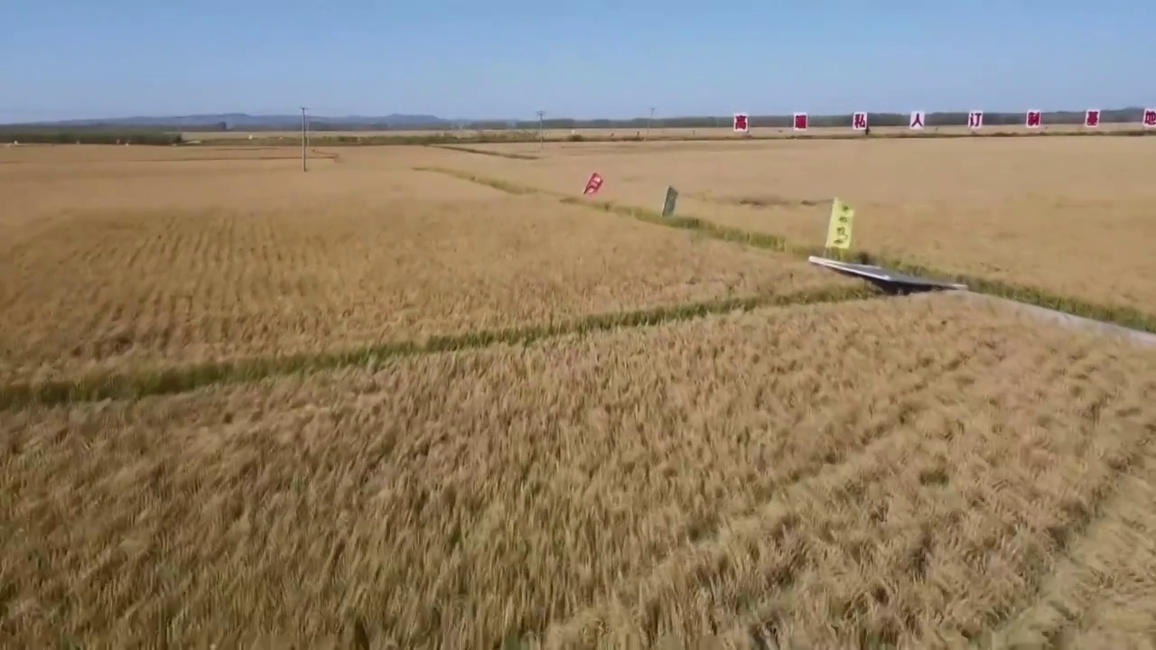 中国东北吉林水稻稻米收获季秋收航拍（合集）视频素材