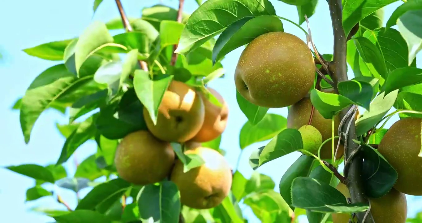 梨树上悬挂着的新鲜的梨果实视频下载