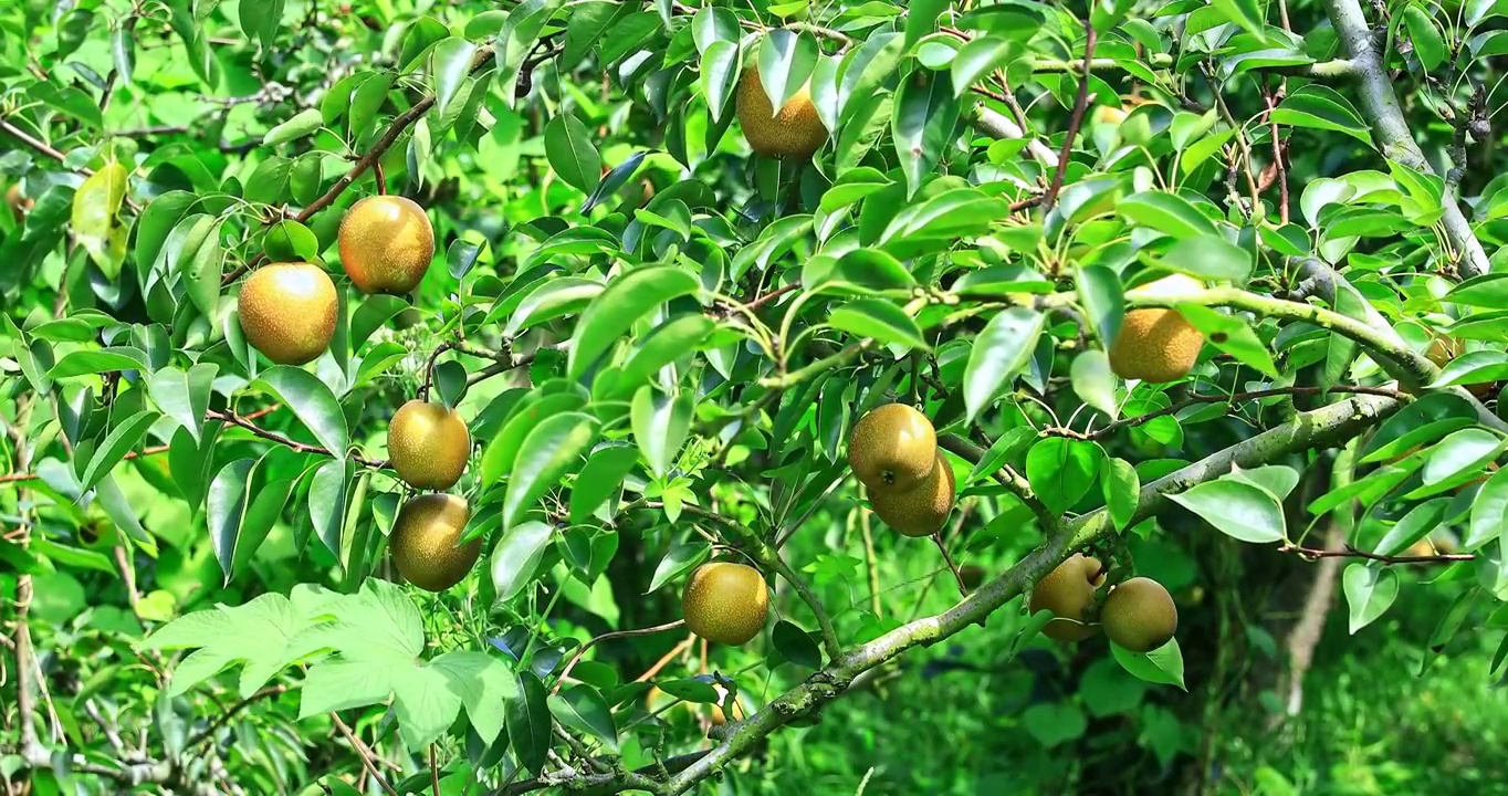 梨树上悬挂着的新鲜的梨果实视频素材