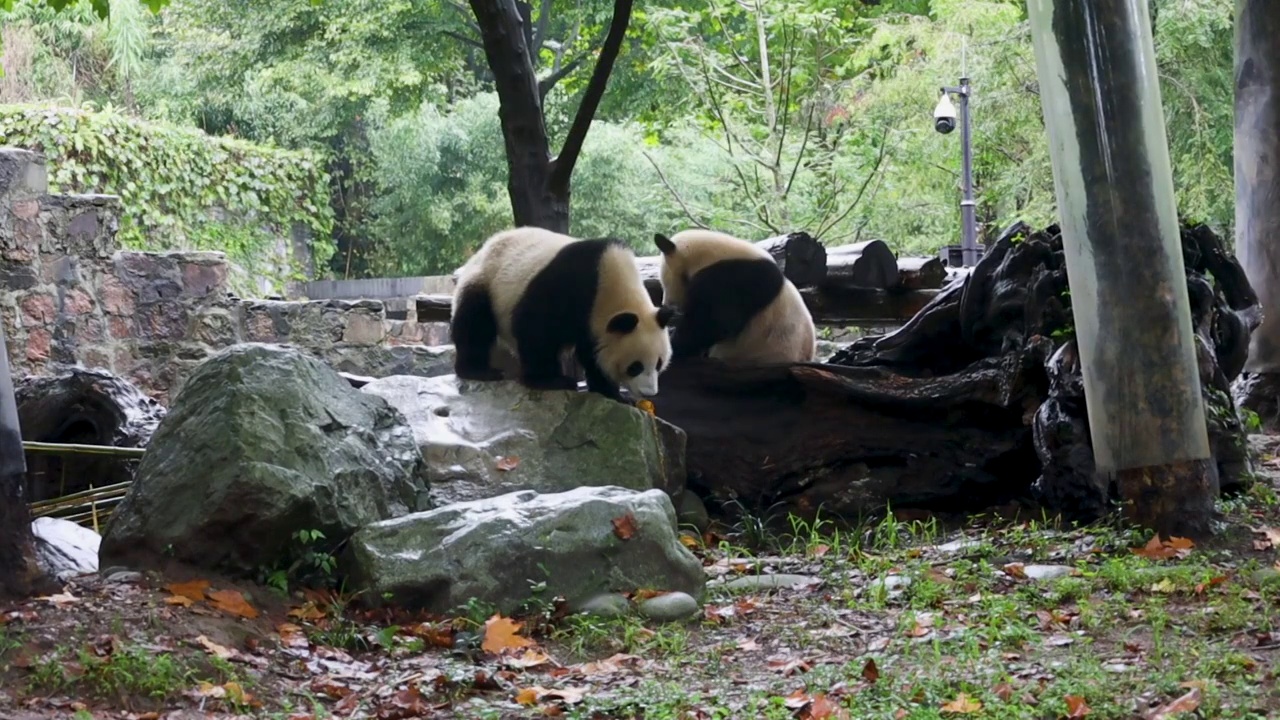 动物园里正在玩耍的大熊猫视频素材