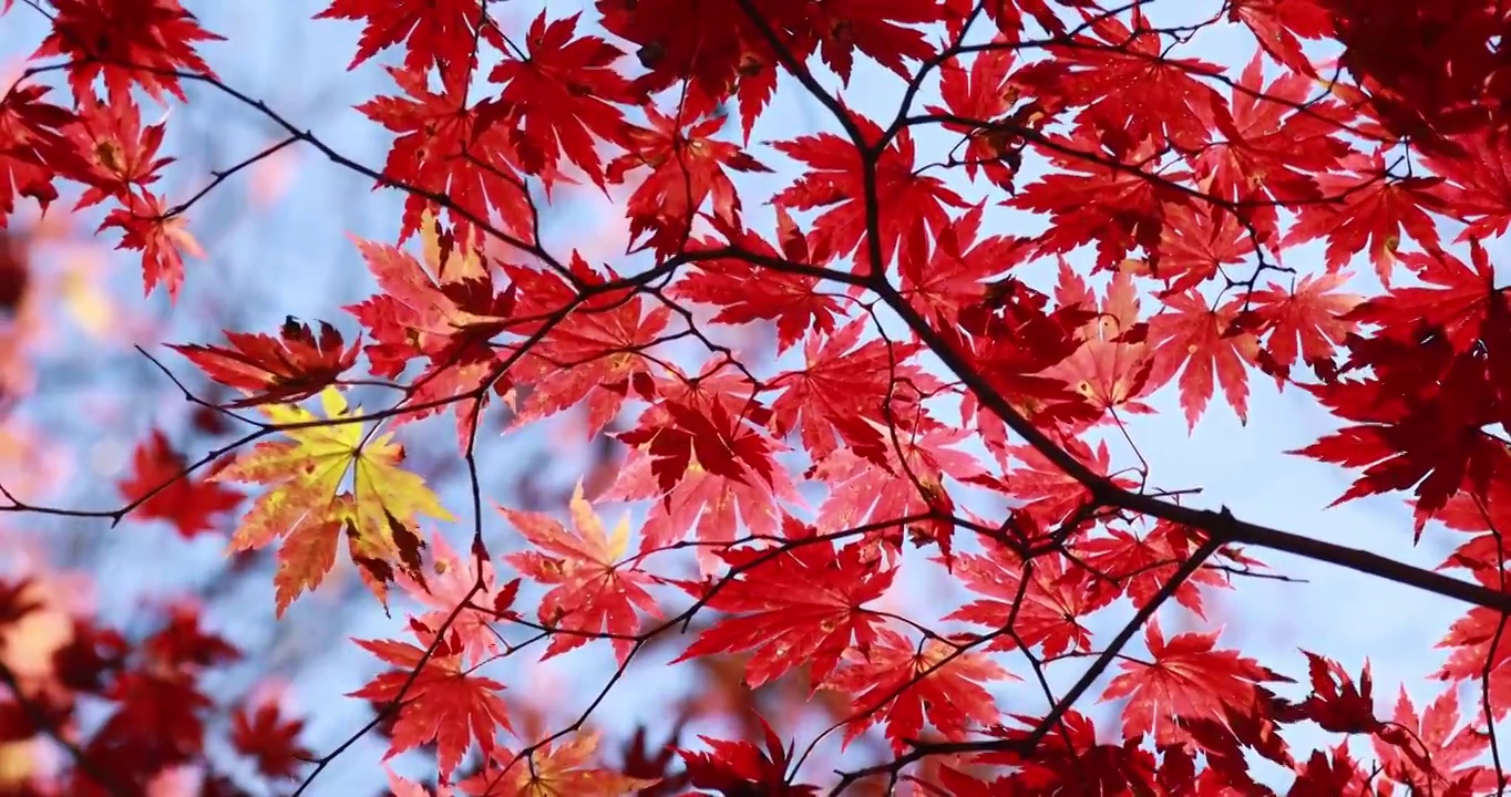 枫叶的特写，秋天的红叶，一叶知秋，北方的秋天视频下载