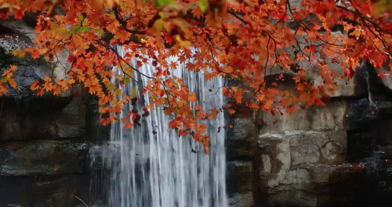 枫叶与瀑布，流动的河水与秋天的红叶，关门山国家森林公园，东北的秋天视频素材
