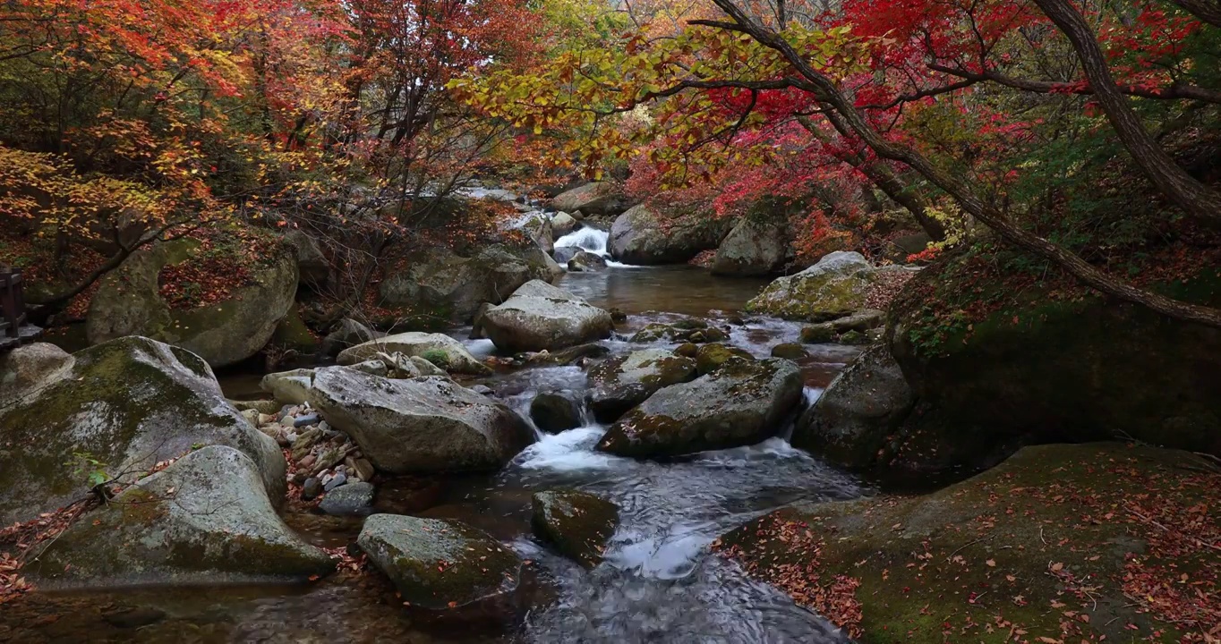 老边沟的秋天，秋天的枫叶与流水，本溪枫叶，东北的秋天，溪水与红叶的景观视频素材