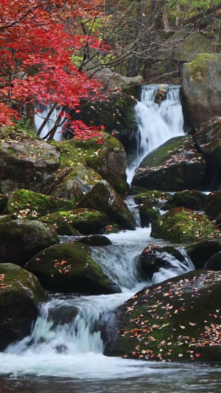 老边沟的秋天，秋天的枫叶与流水，本溪枫叶，东北的秋天，溪水与红叶的景观视频下载
