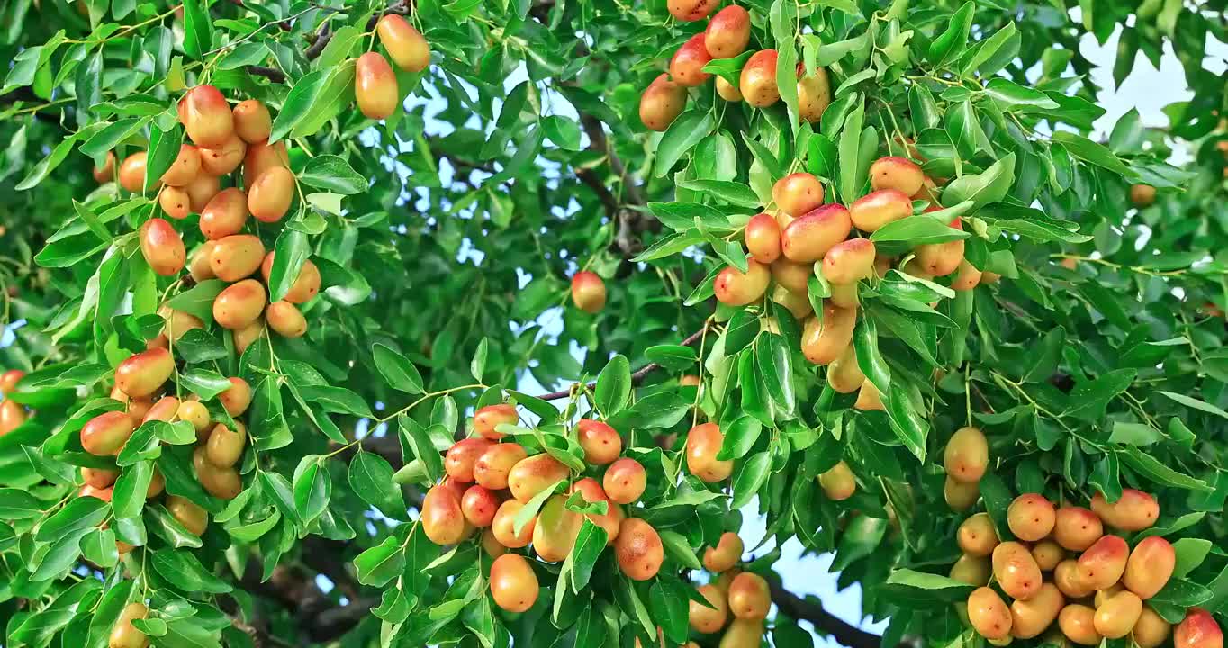 秋季生长在树上的甜枣视频素材