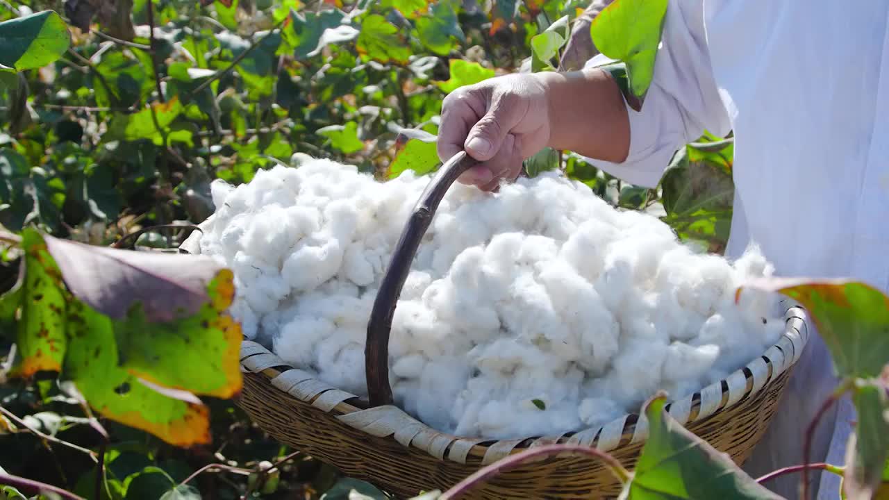 棉花种植合集视频素材