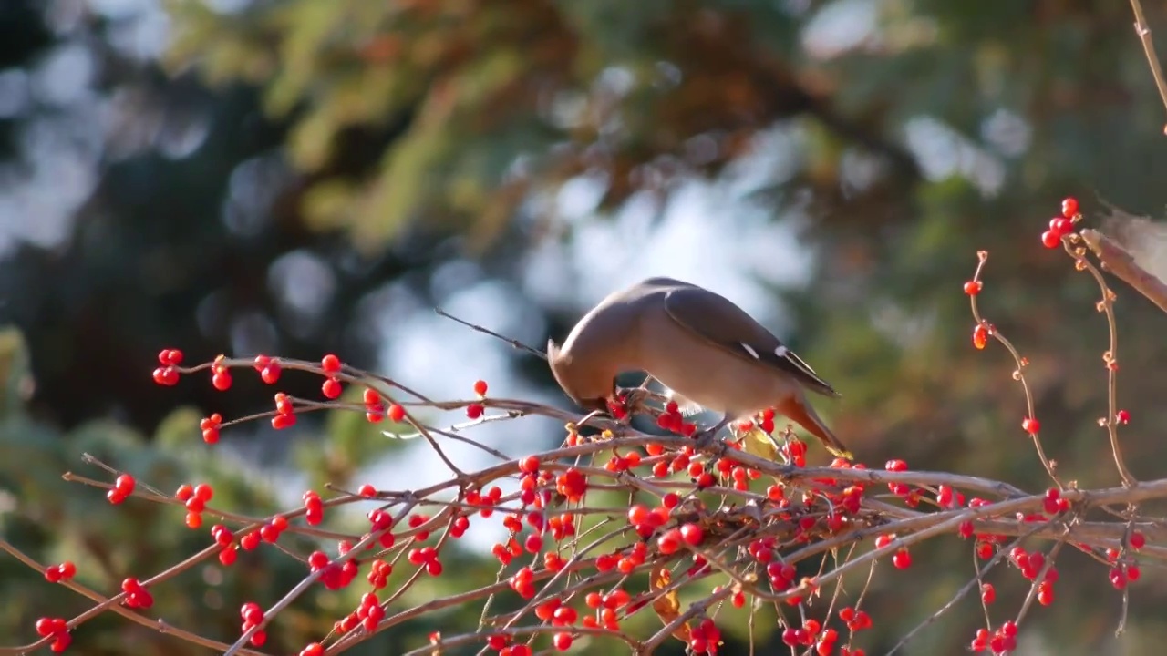 初冬林间吃野果的太平鸟视频下载