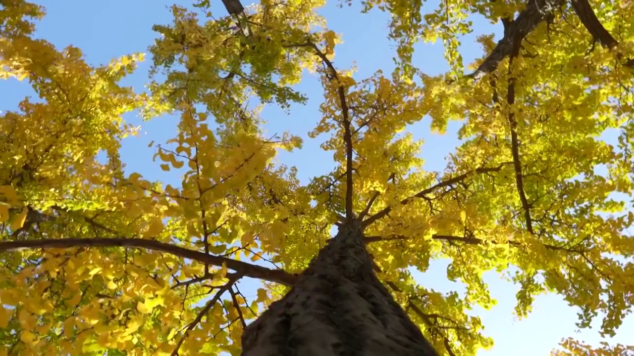 深秋的银杏树视频素材