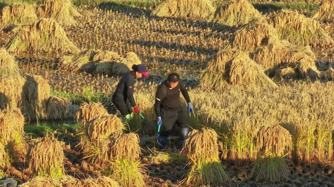 金色稻田秋收忙碌收割的农民视频下载