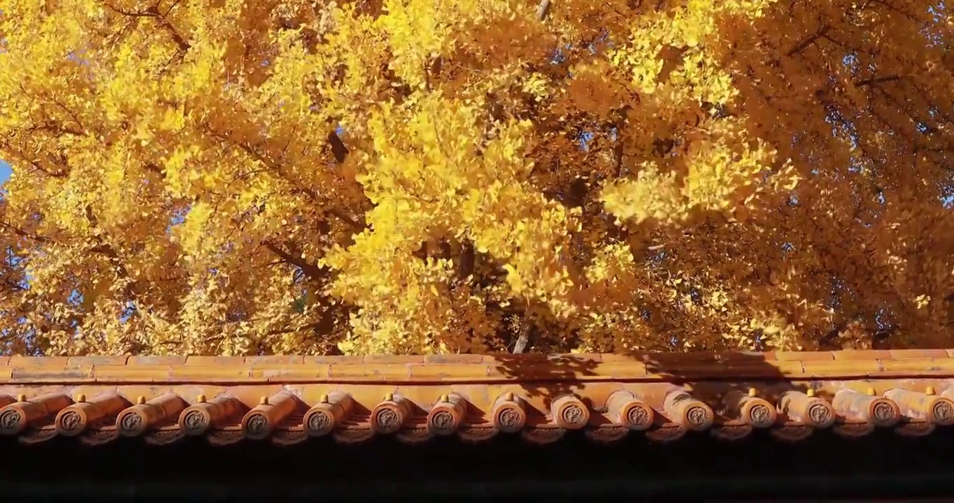 故宫的秋天，紫禁城的秋天，北京秋天，故宫的银杏叶视频素材