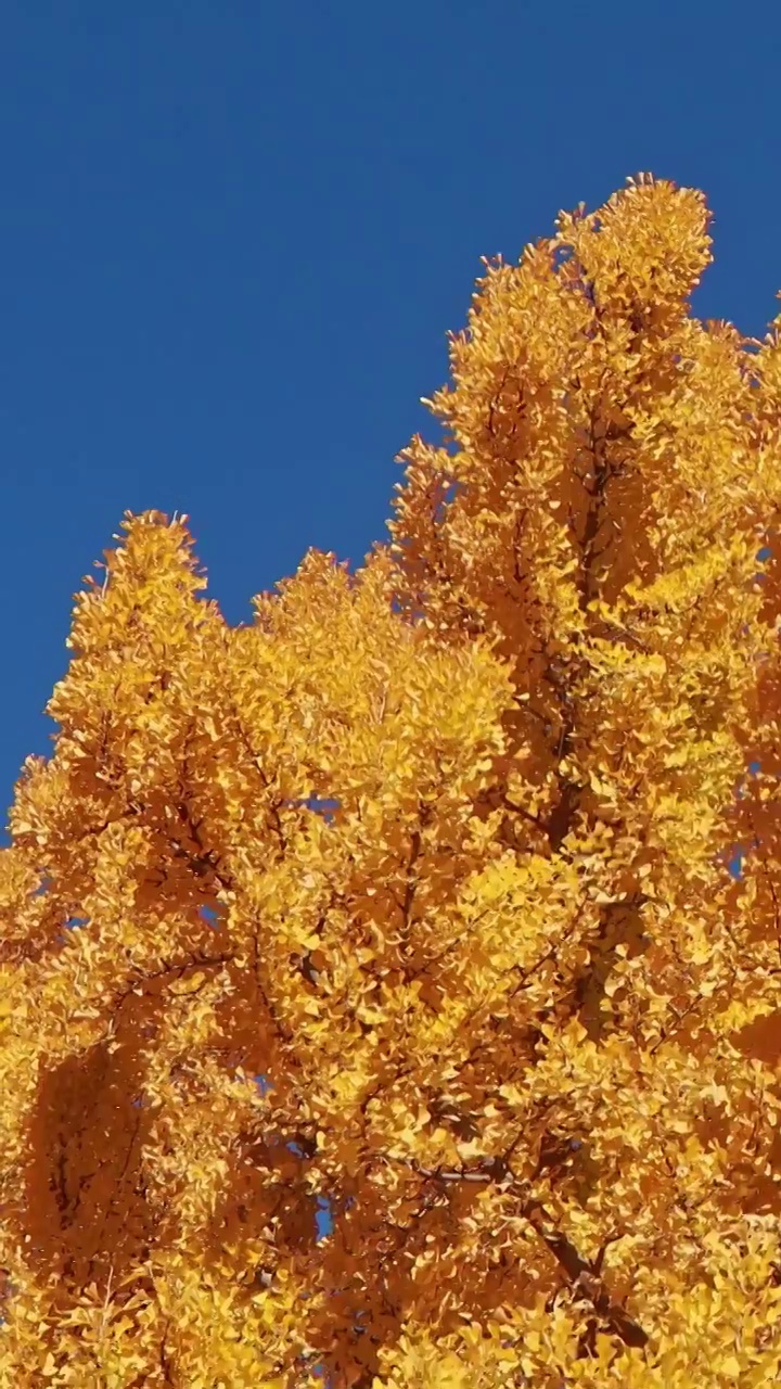 故宫的秋天，紫禁城的秋天，北京秋天，故宫的银杏叶视频素材