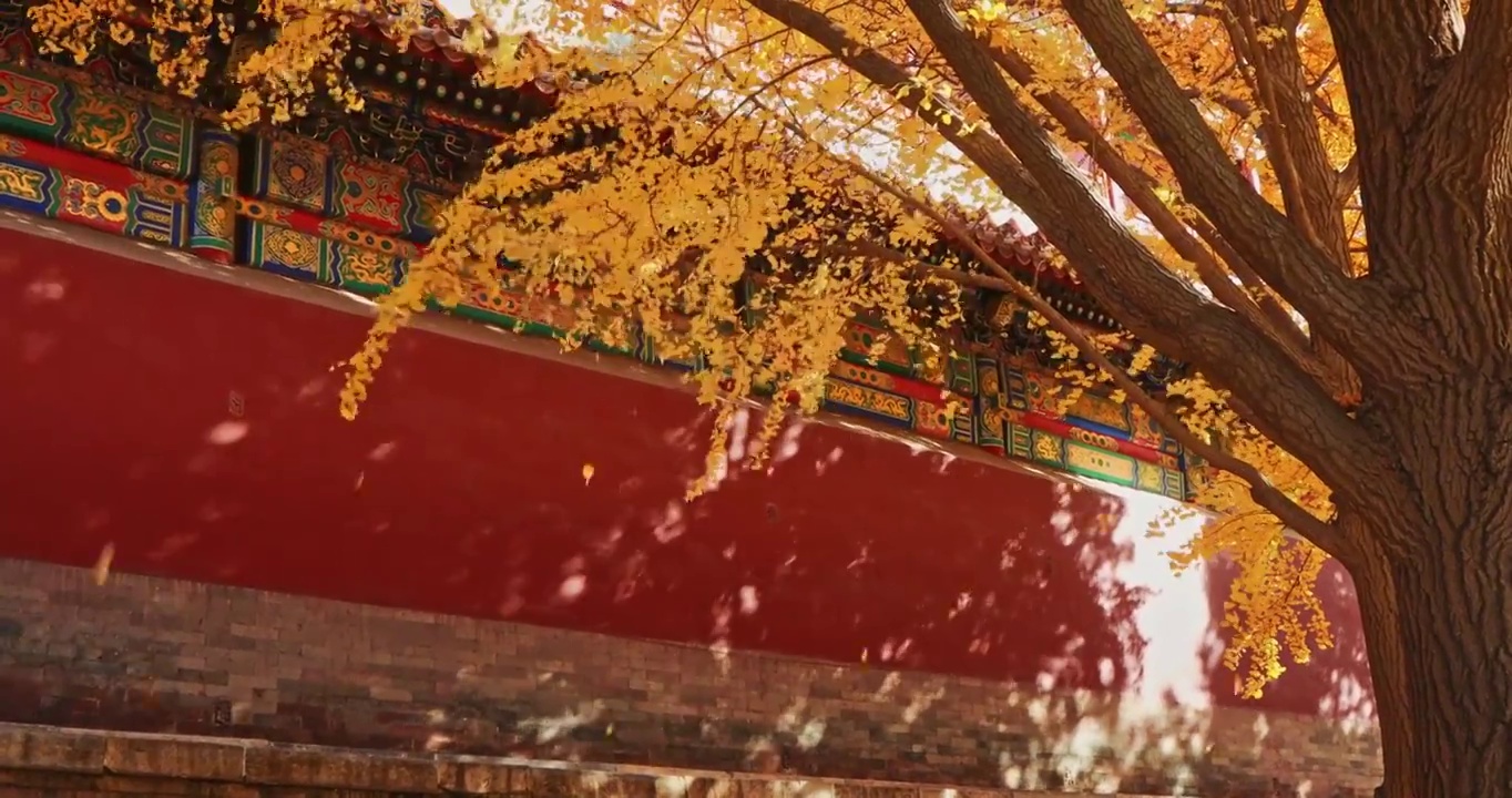 故宫的秋天，故宫的红墙与银杏，紫禁城的秋天，北京的秋天视频下载