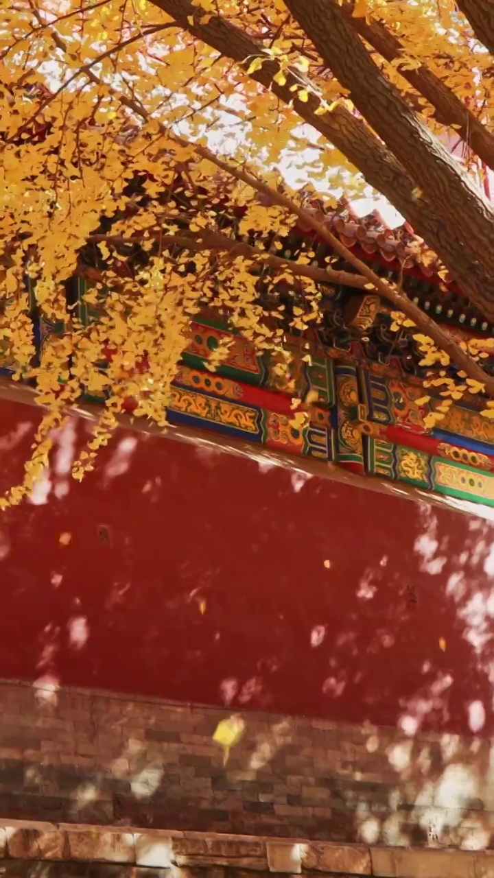 故宫的秋天，故宫的红墙与银杏，紫禁城的秋天，北京的秋天视频素材
