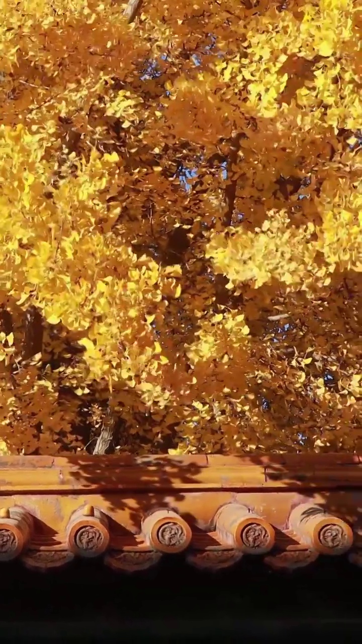 秋天的故宫，紫禁城的秋天，北京的秋天，故宫的银杏视频素材