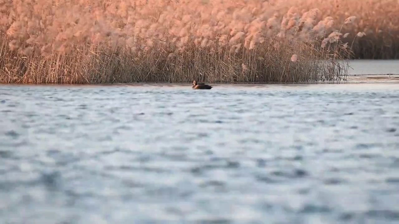 湿地野鸭芦苇视频素材