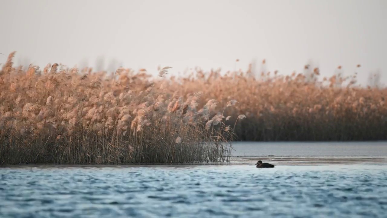 湿地野鸭芦苇视频下载