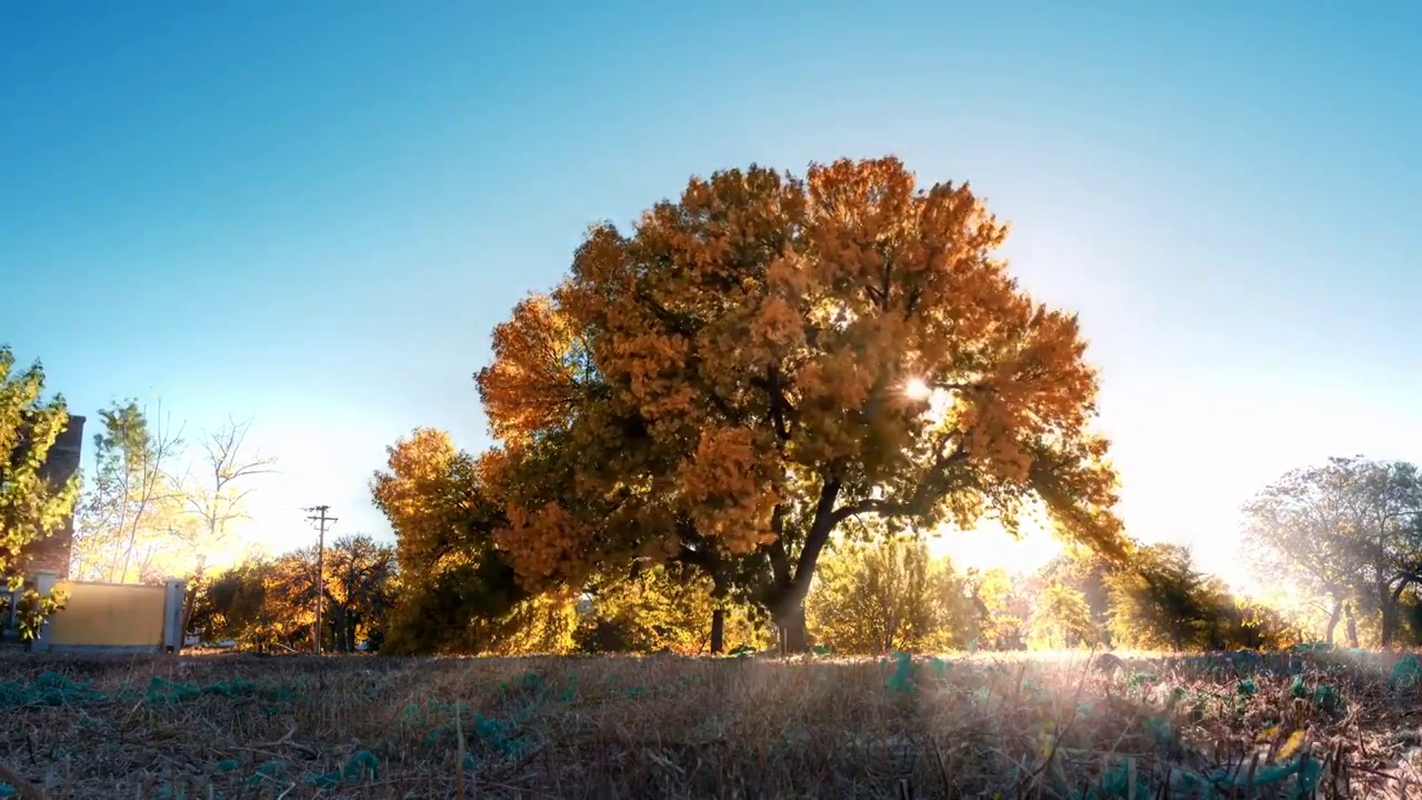 秋天阳光穿过树木光影移动延时视频素材