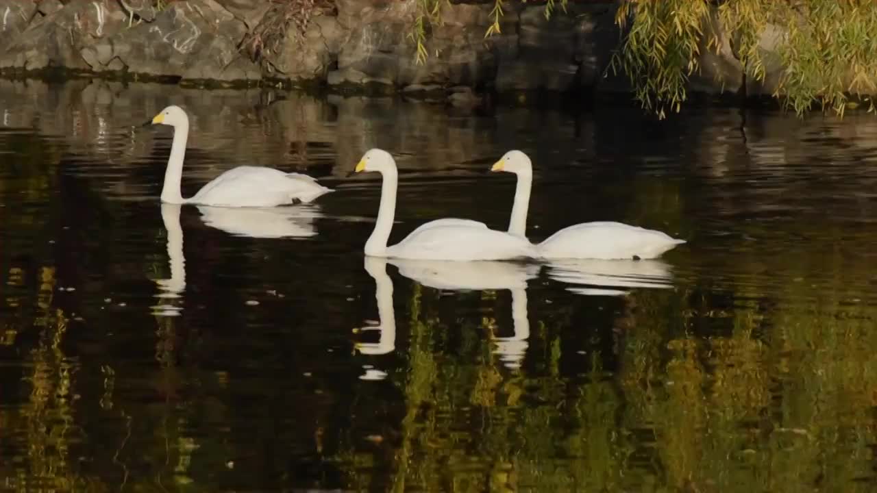 湖面上的三只天鹅视频素材