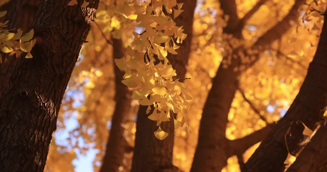 秋日里的银杏树都黄了视频下载