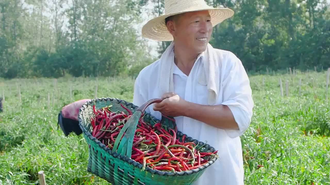 辣椒种植选编视频下载