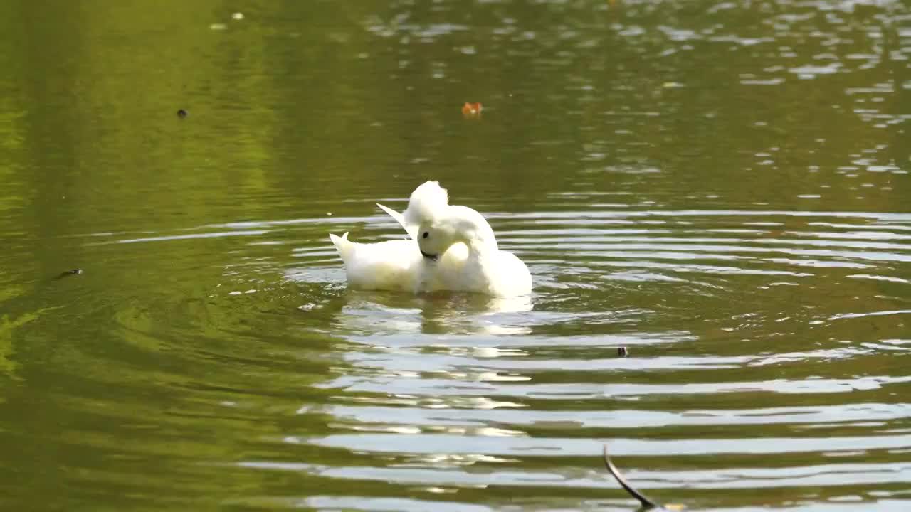 野生凤头鸭在水中梳理羽毛视频下载