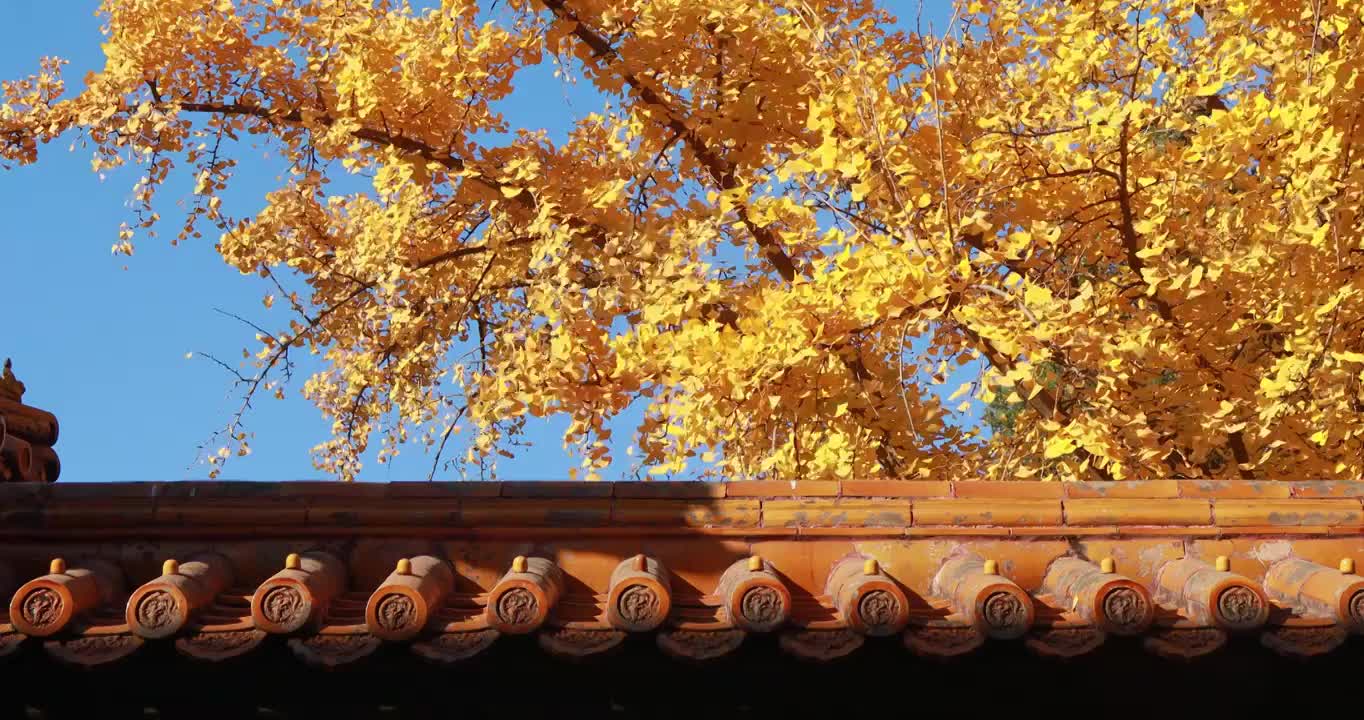 故宫的秋天，故宫的银杏，北京的秋天，秋天的紫禁城视频素材