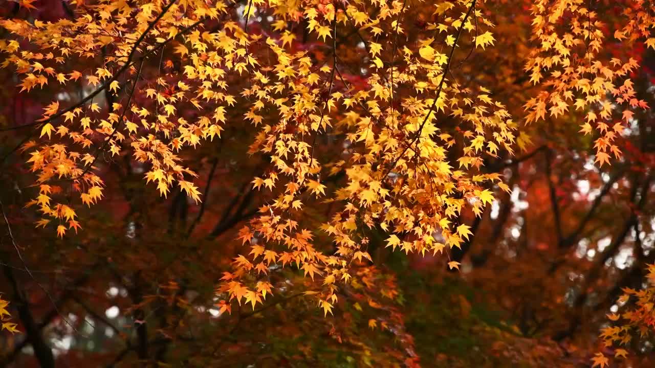 青岛崂山北九水的秋色视频素材