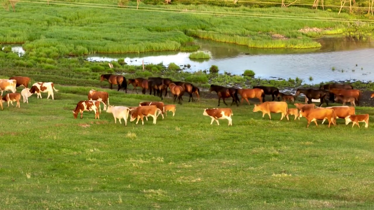 牛马在内蒙古大草原上悠闲的吃草视频下载