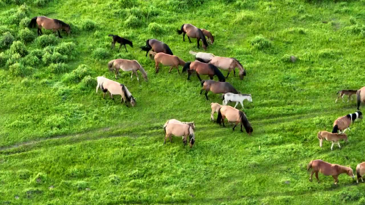牛马在内蒙古大草原上悠闲的吃草视频下载